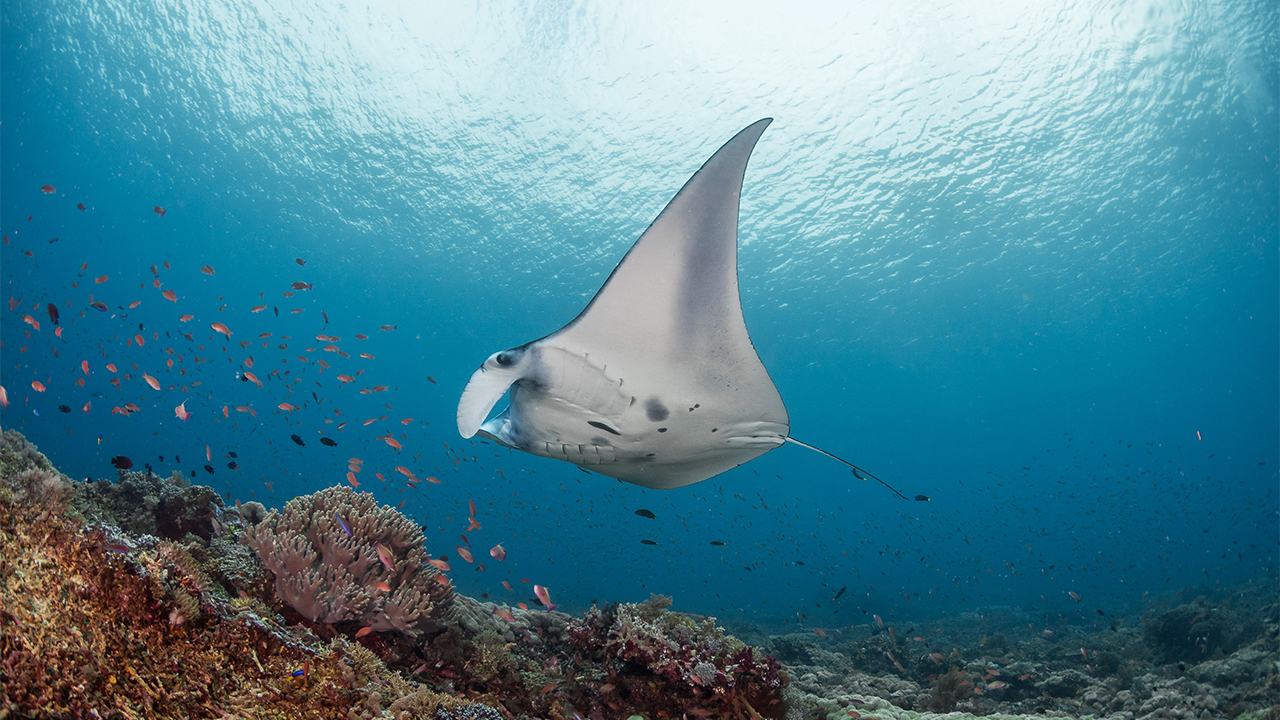 For reef mantas, Indonesia’s Komodo National Park is a ray of hope
